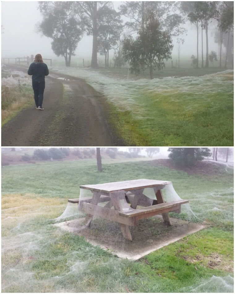 Spooky Season Comes To The Land Down Under With Spider Frost