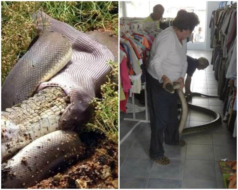 Pythons Can Show Up At The Most Inconvenient Times