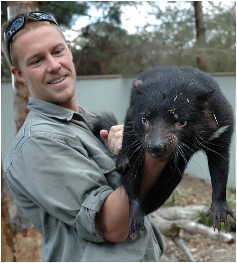 Meet The Real Tasmanian Devil On The Island of Tasmania