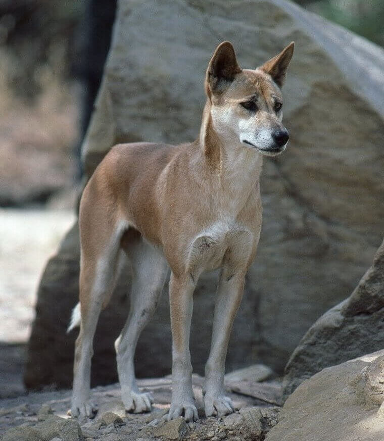 A Dingo Ate My Baby And Other Stories