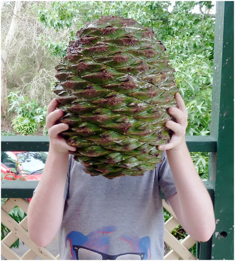 Everything Is Bigger In The Land Down Under Including Pinecones