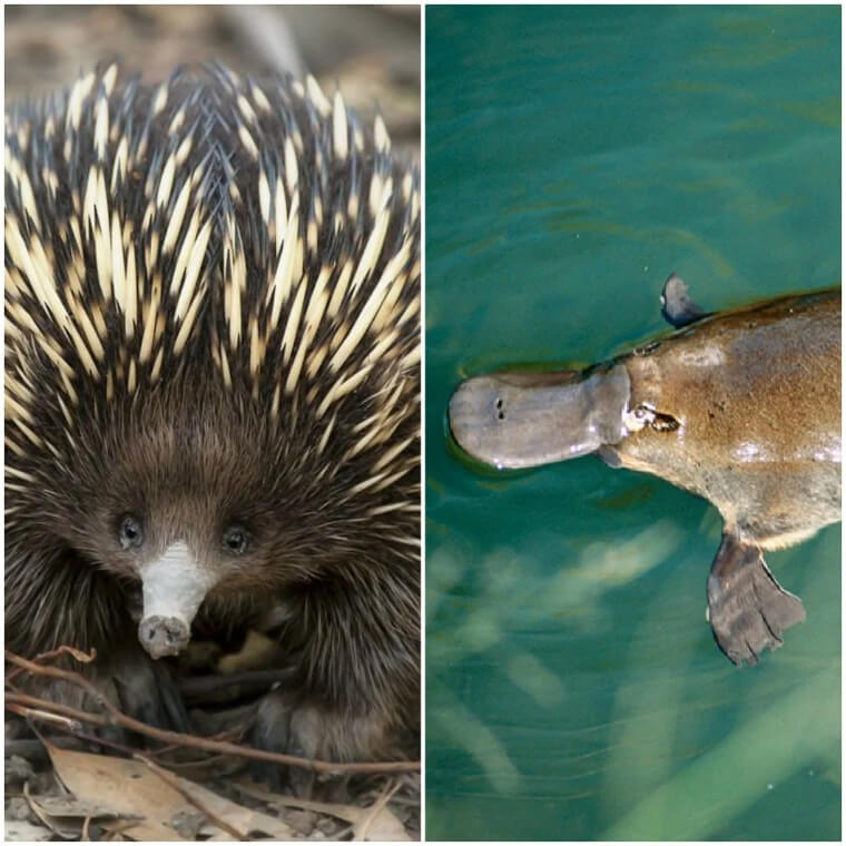 The Only Egg Laying Mammals In The World Are Found Here