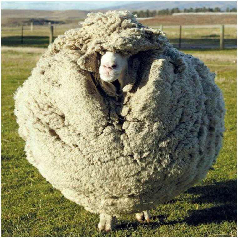 New Zealand Isn't The Only Country Which Has A Lot Of Sheep