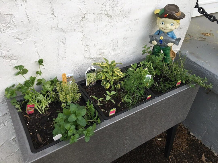 Growing a Backyard Garden