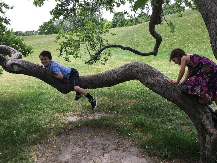 Climbing Tall Trees in Public Spaces