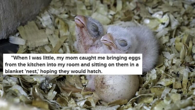 Cluck, Cluck, Cluck!