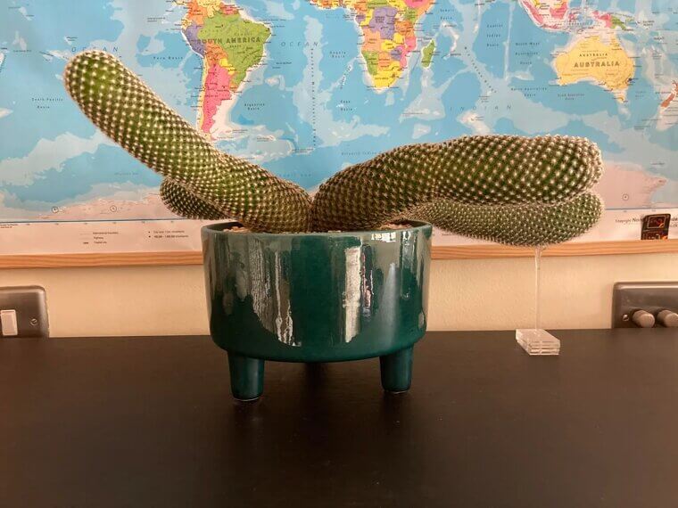 Growing Water-Intensive Plants