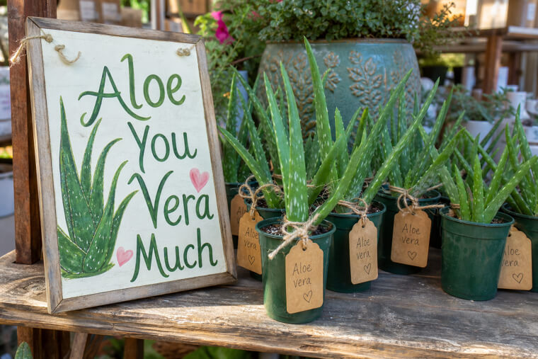 "Aloe You Vera Much" Plant Nursery Sign