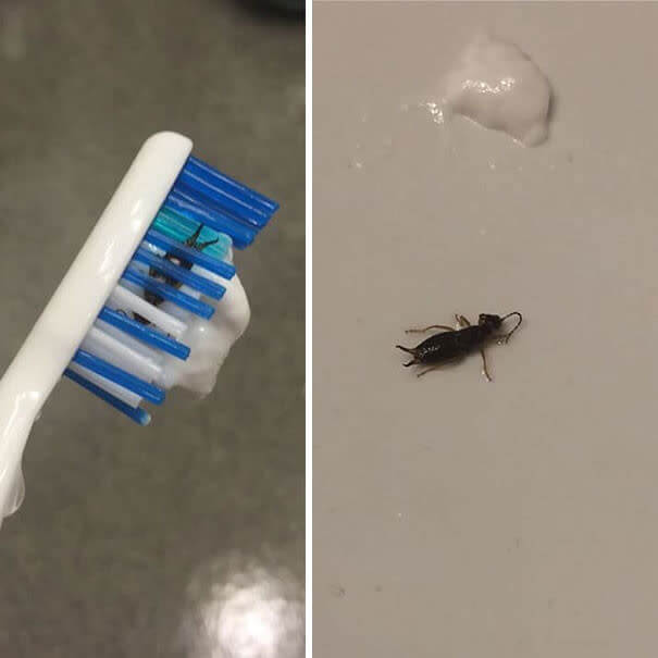 Is That A Bug That Eats Teeth?