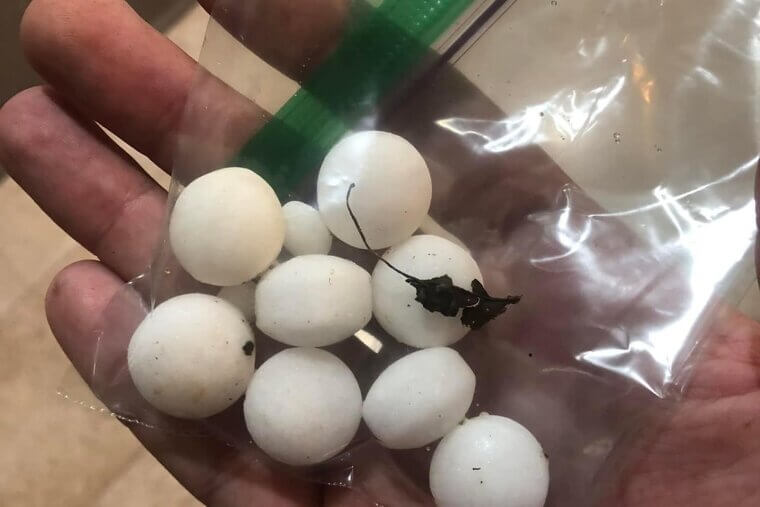 Mothballs and Air Fresheners