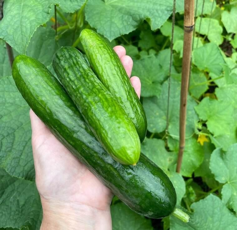 Cucumbers