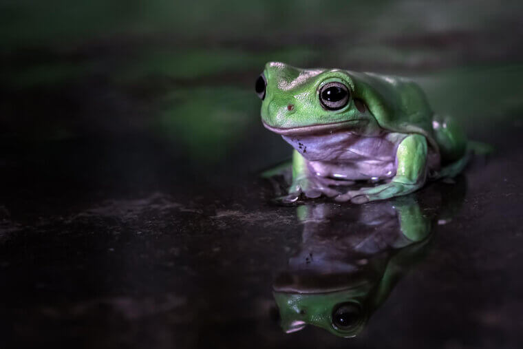 Frog Choir at Dusk