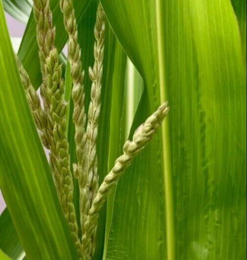 Stone Fruit & Corn Tassels