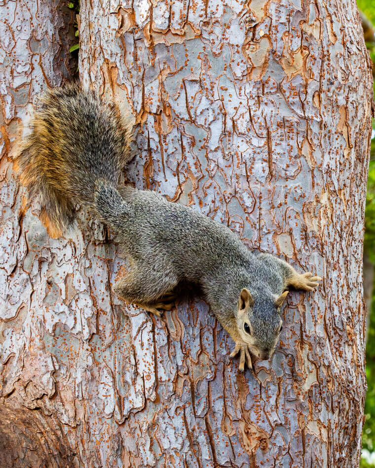 Squirrels Cache & Spiders Web