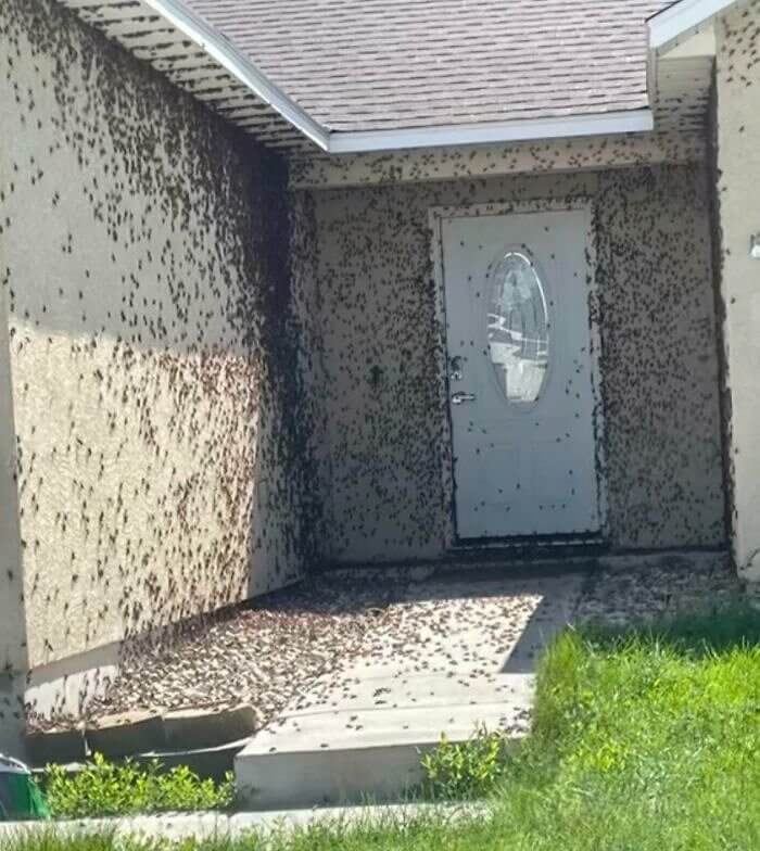 Invasion of the Bugs