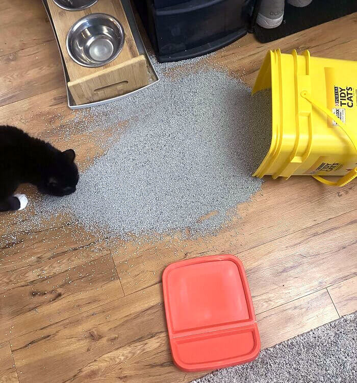Don't Cry Over Spilt Kitty Litter