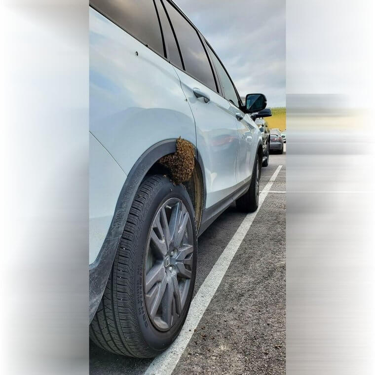 An Entire Hive of Wasps in Your Car Wheel