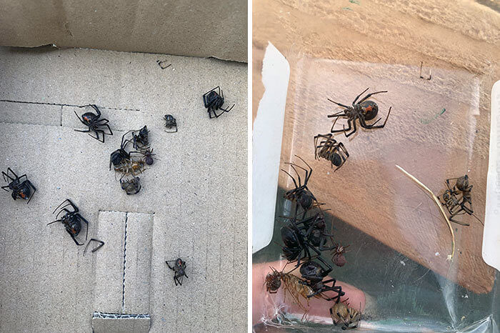 A Spider Infested New Car