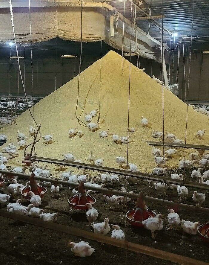 Feeding Time Came Early