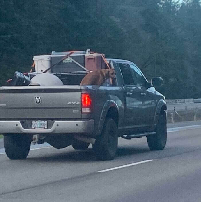 Poor Doggy