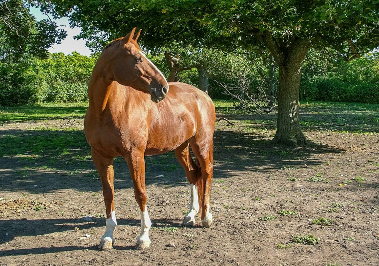 They Learned Their Lesson: Listen to Keola's Instincts