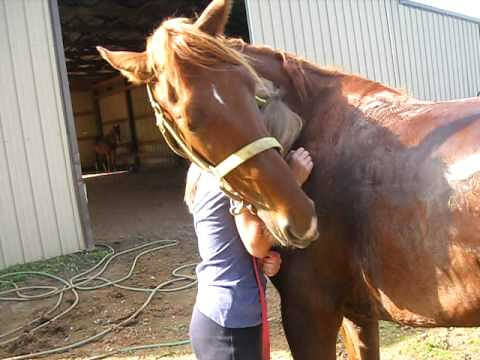 Was the Horse Trying to Tell Her Something About the Baby?