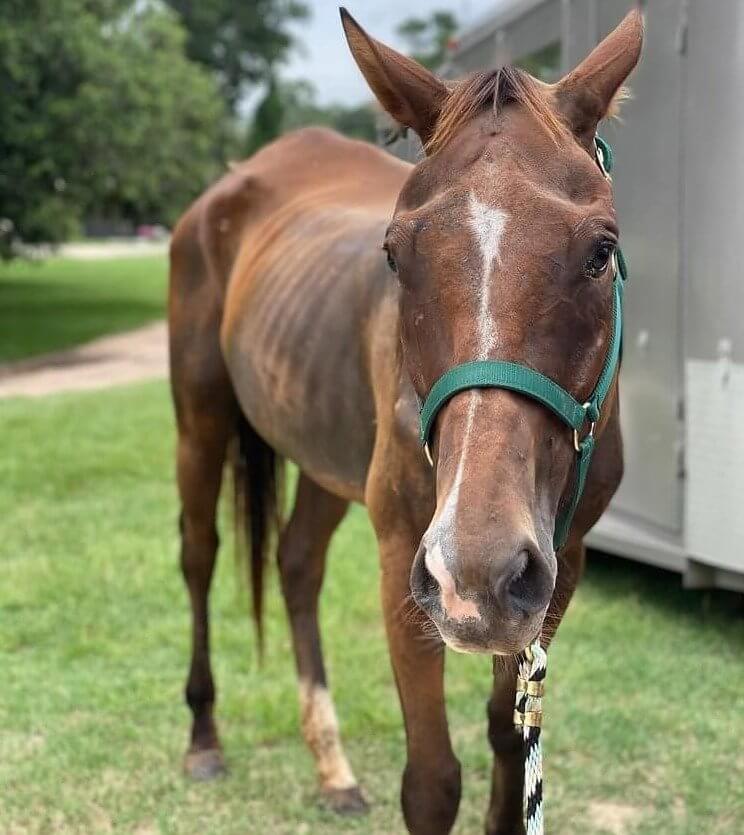 The Horse's Behavior Was Ringing Alarm Bells