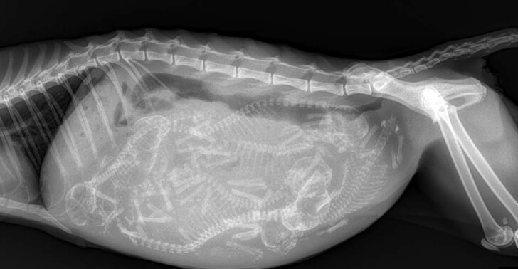 Esta Radiografía Capturó Todo Lo Que Este Gato Tenía